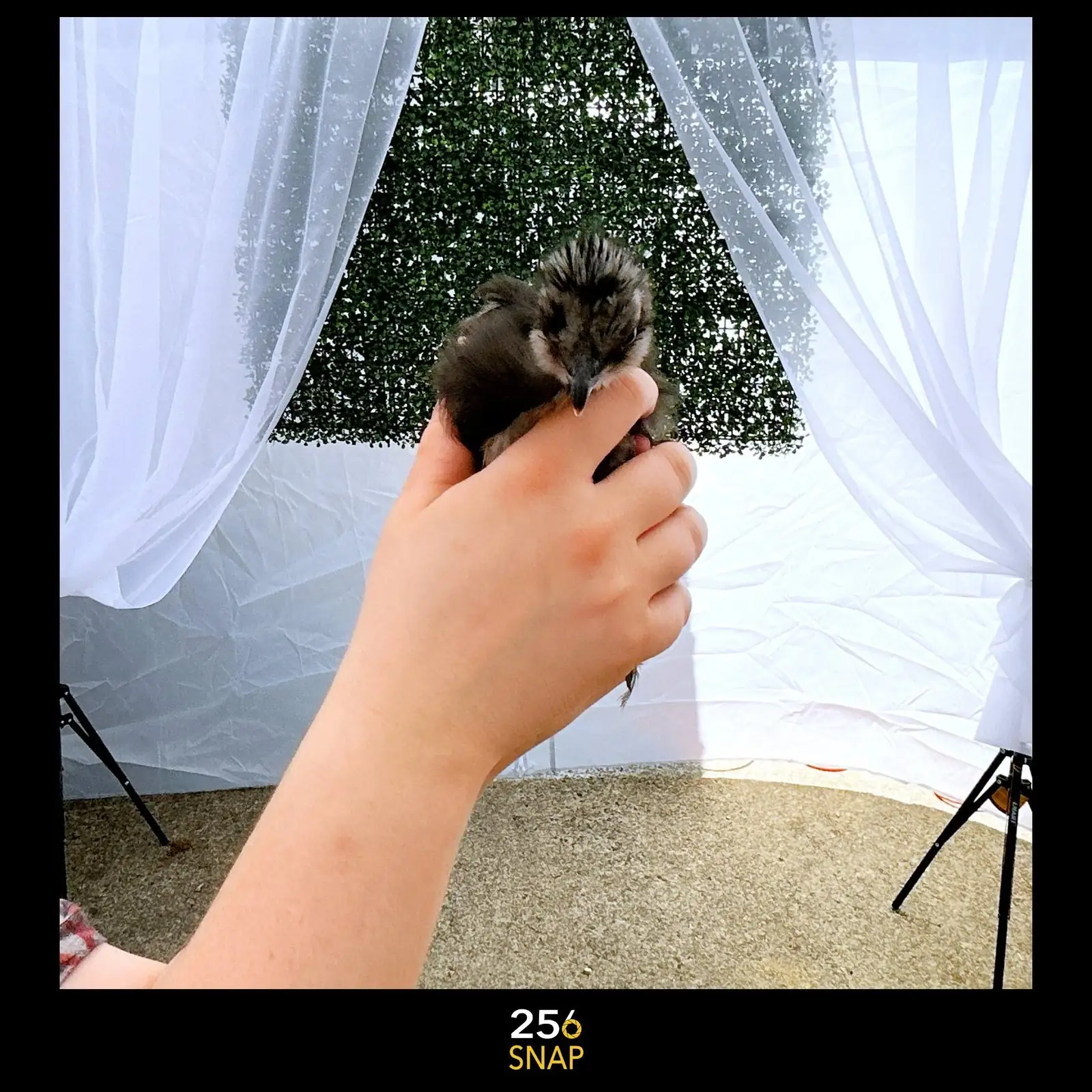 A guest with a baby chicken at Church House Market